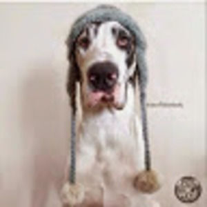 Meet your Posher, Jessie